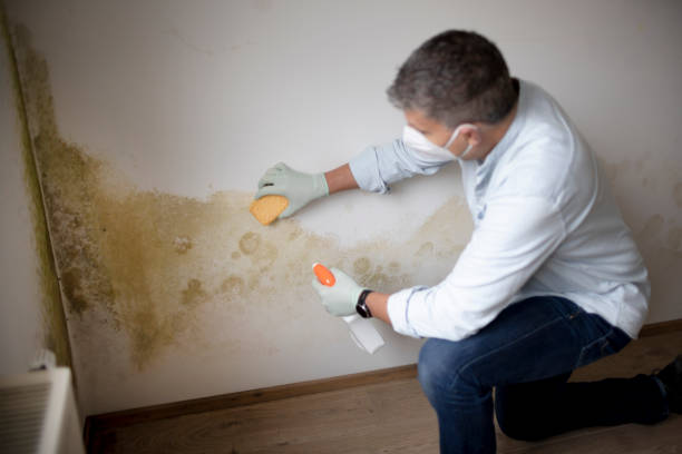Best Mold Prevention Services  in Old Hill, CT