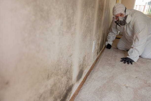 Best Forensic Mold Investigation  in Old Hill, CT